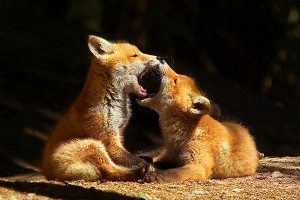 Кузнецов_Чья пасть шире