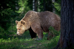 Шатенев_В лесной глуши