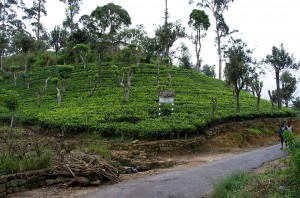 lanka3