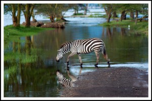 Zotova_T_IMGP0717_новый размер