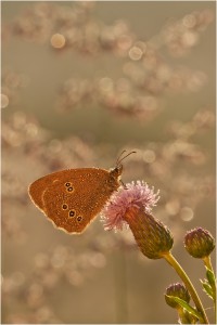 акро_13-07-07_3294