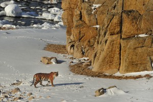 34_Amur tiger_1920