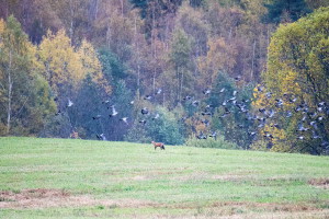 Раковые Озера_октябрь 2015_02