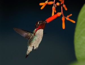 4DE_6965-P_Largo