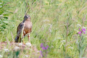 DSC_0485 (1)-3
