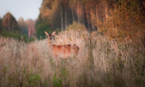 Image00003