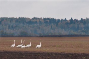 Whooper