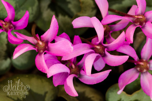Top close up view of vibrant pink cyclamen flowers