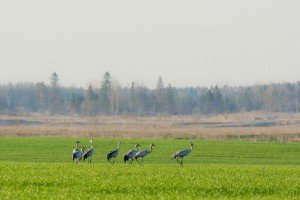 _dsc4033-light-1000