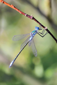 13_DSC9296 веб