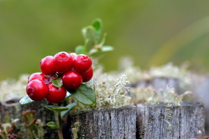 19_DSC3280 веб