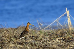 25IMGP7393