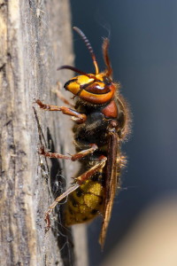 36IMGP9059