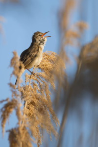 Bird2