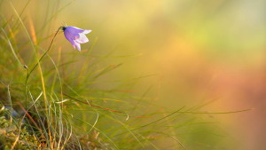 Flower13