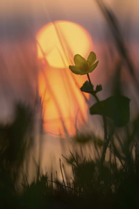 Flower17