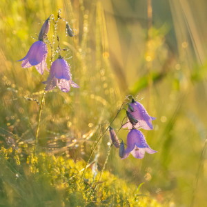 Flower18