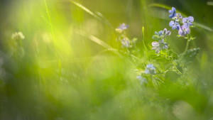 Flower20