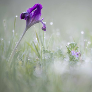 Flower21
