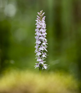 Flower5