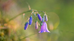 Flower6