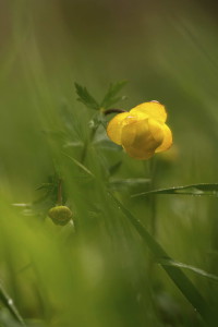 Flower9