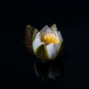 dzp160709-44-1