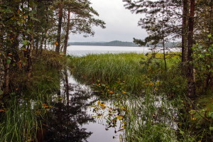 Владимир Нейморовец_Лисинский заказник__1