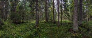 Владимир Нейморовец_Лисинский заказник__4