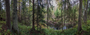 Владимир Нейморовец_Лисинский заказник__6