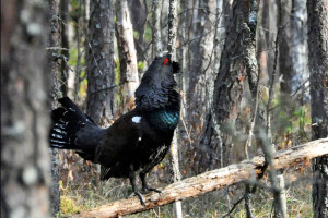 3_Мария Пукинская_Глухарь