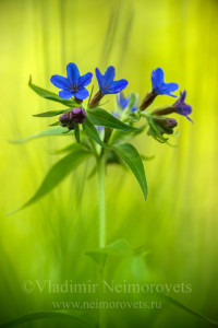 Владимир Нейморовец_Aegonychon purpureocaeruleum