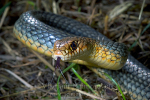 Владимир Нейморовец_Dolichophis caspius