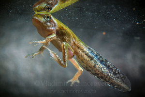 Владимир Нейморовец_Hyla arborea schelkownikowi