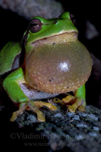 Владимир Нейморовец_Hyla arborea schelkownikowi