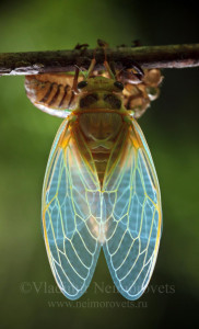 Владимир Нейморовец_Lyristes plebeja