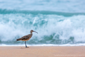 whimbrel