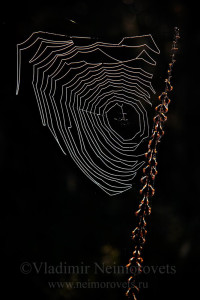 Araneus sp_MG_9252