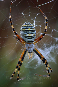Argiope bruennichi_MG_1239