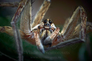Hogna radiata_IMG_4789