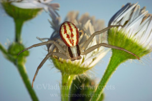 Runcinia grammica_MG_3508