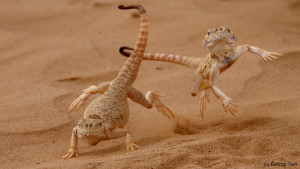 Secret Toadhead Agama