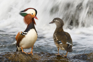 A couple of Mandarin Duck and waterfall