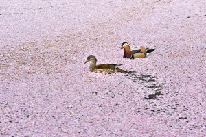 A couple of Mandarin swimming over the cherry petal carpet