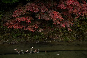 mandarin Duck in the autumn