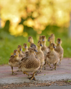 mather and Ducklings