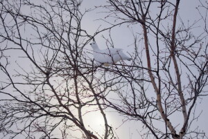 Куропатка