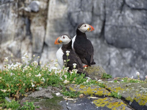 Остров Isle of May_1