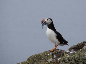Остров Isle of May_2