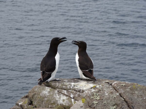 Остров Isle of May_3